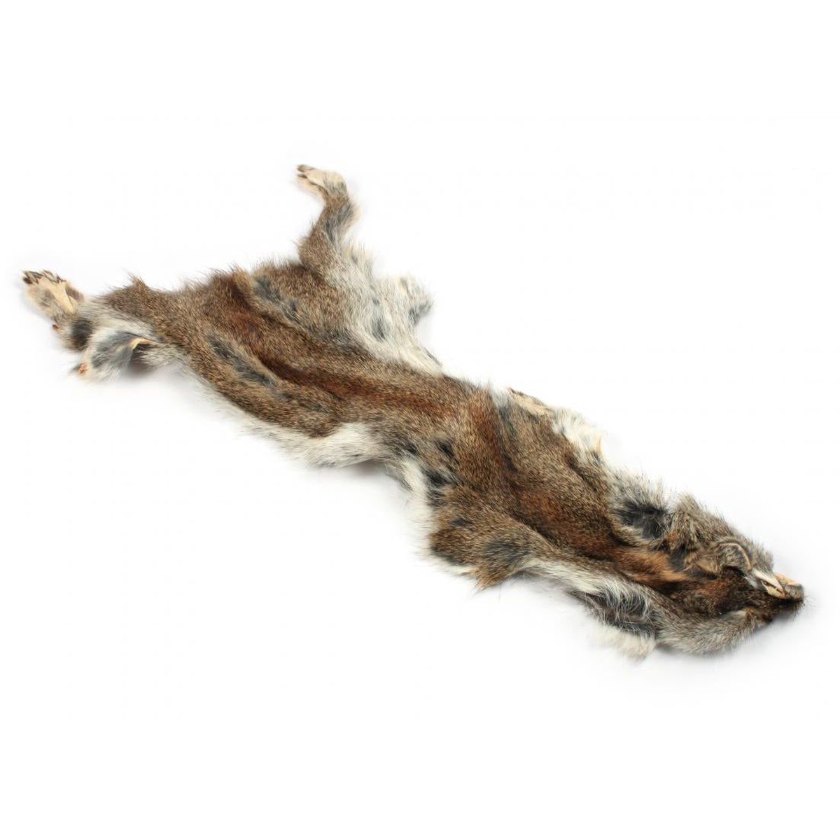 Pine Squirrel Skin