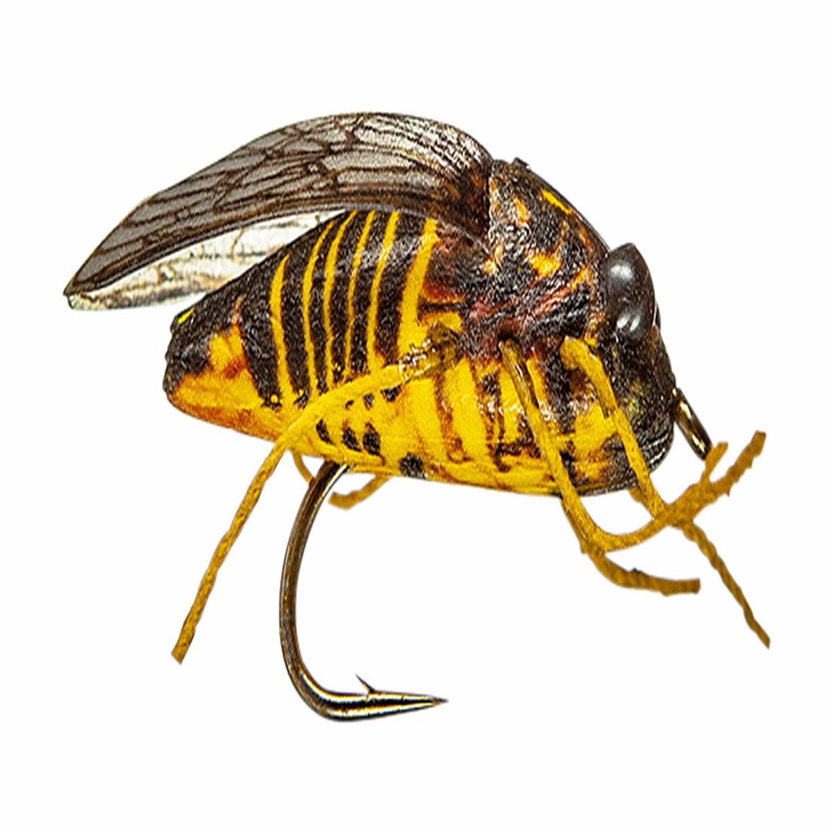 MFC True Cicada