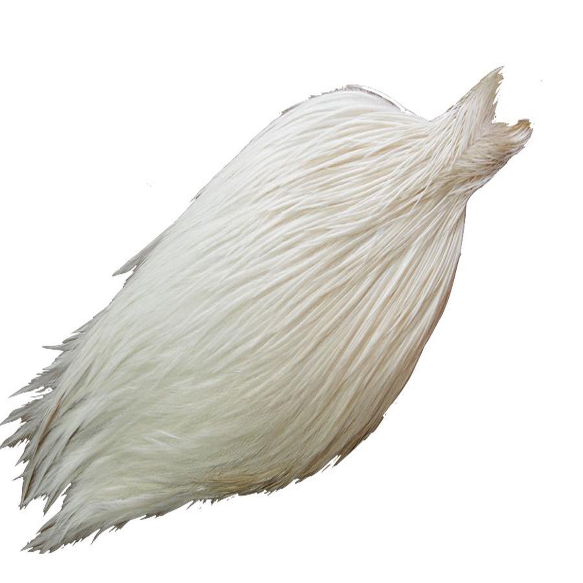 Collo Rooster Prograde