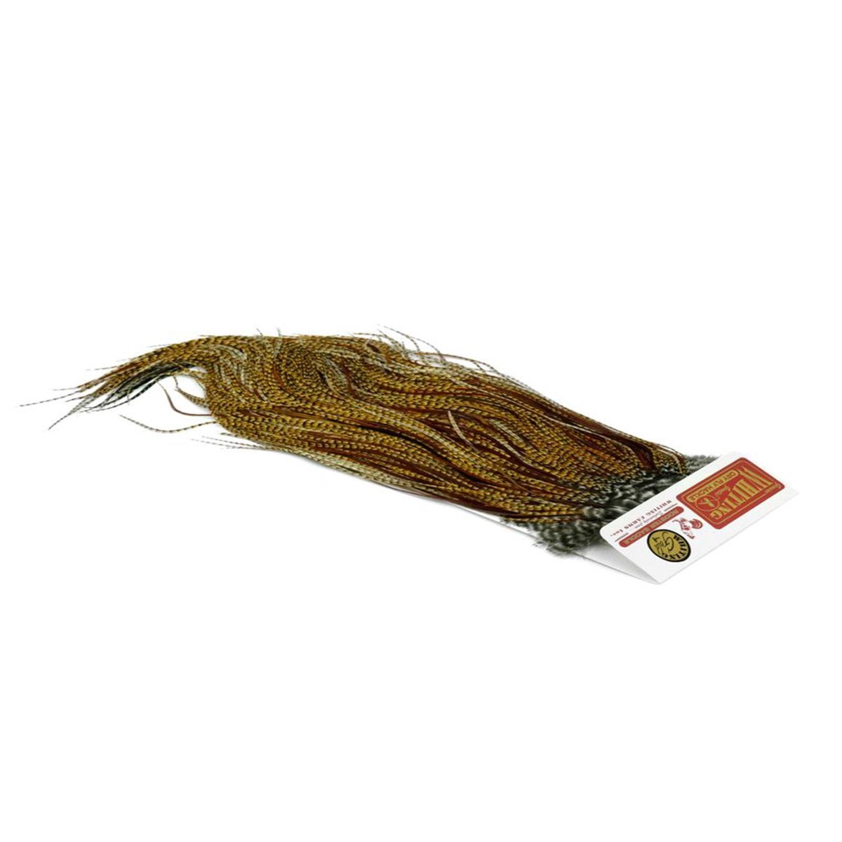 Gold Saddle Cree