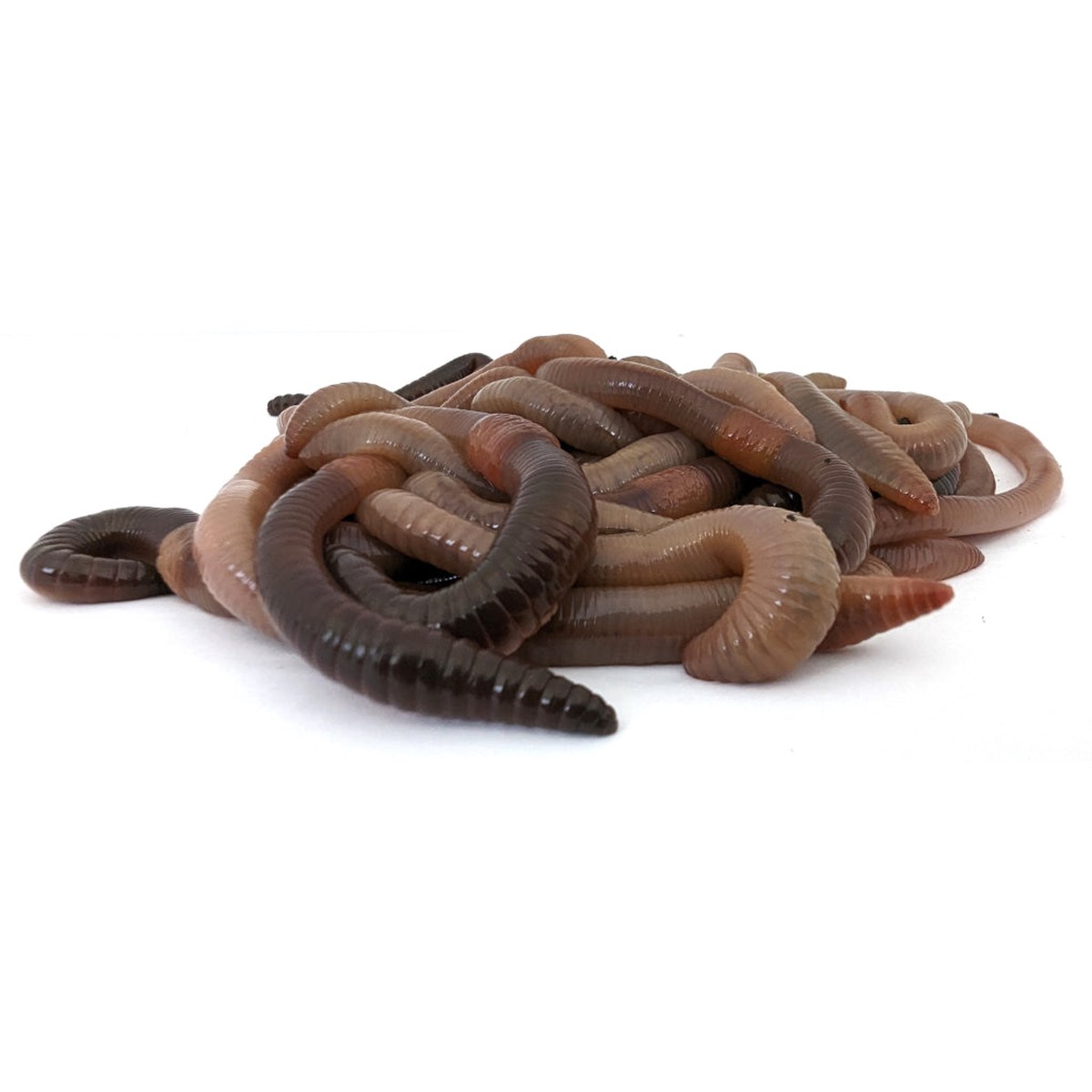 Lob Worms